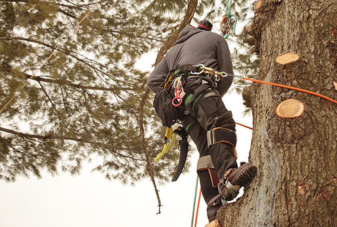 Empire Tree Service employee trimming a tree